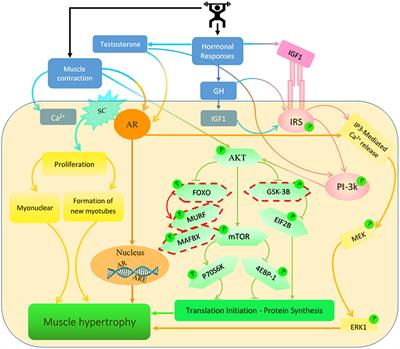 Links Between Testosterone, Oestrogen, and the Growth Hormone/Insulin-Like Growth Factor Axis and Resistance Exercise Muscle Adaptations